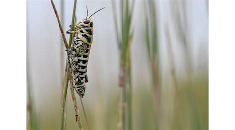 Pasture Grasshoppers Morning Ag Clips