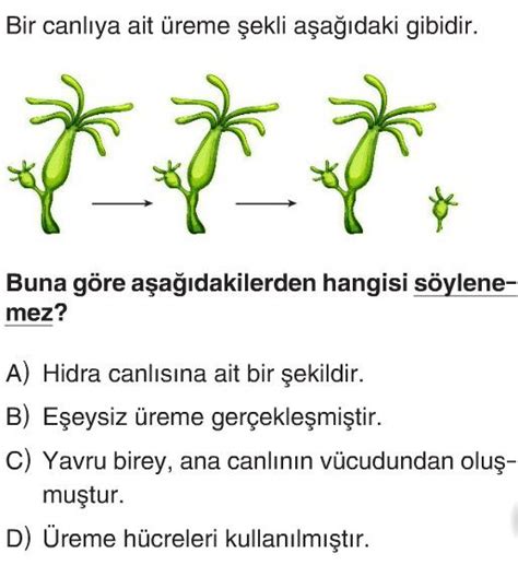 Bitki Ve Hayvanlarda Reme B Y Me Ve Geli Me Test Z S N F Fen