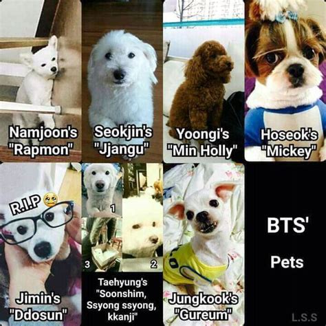 Lets Take A Look At Bts And Their Pets Bts Dogs Bts Emoji Jin