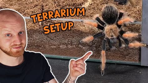 Brachypelma Boehmei Terrarium Setup Mexican Fireleg Tarantula YouTube