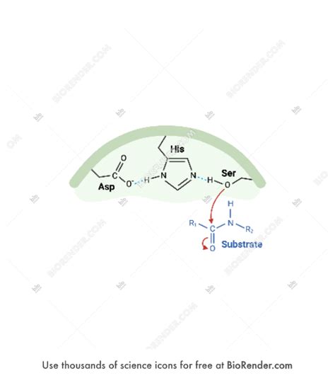 Free Serine protease mechanism (active site) Icons, Symbols & Images | BioRender