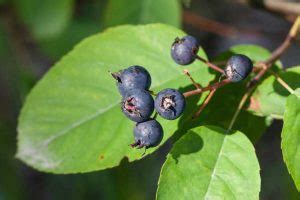 Informations Sur Les Fruits Juneberry Apprenez Quand Cueillir Et