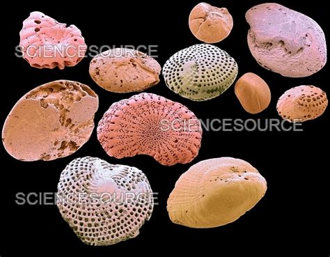 Foraminifera Sem Stock Image Science Source Images