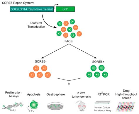 Cancers Free Full Text A Sox2 Reporter System Identifies Gastric