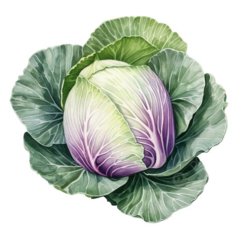 Clipart De Vegetal De Repolho Em Aquarela Png Repolho Aquarela Mão Png Imagem Para Download