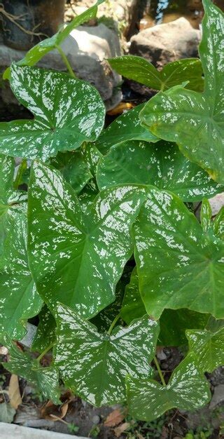 Premium Photo | Coleus plant