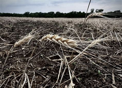 The High Plains Drought Is So Bad That Kansas Is Importing Wheat From