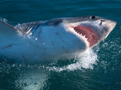 Afternoon Shark Cage Diving False Bay TRF - sharkdiving.co