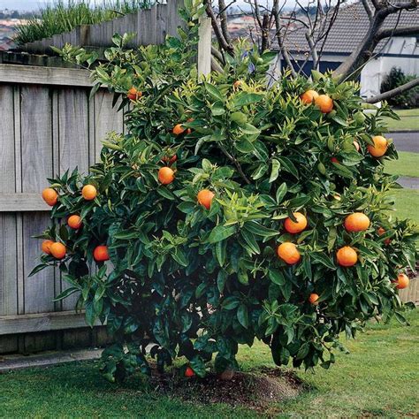 Washington Navel Orange Tree Seeds Orange Tree Citrus Trees