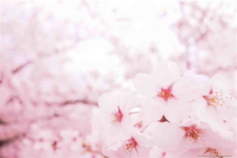 Pink Sakura - HD Wallpapers