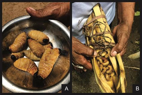 Edible beetle larvae consumed as food by the Paiter Suruí: (a ...