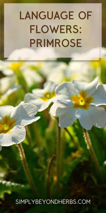 Primrose Flower Meaning and Symbolism: Ultimate Guide - SimplyBeyondHerbs