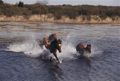 Wild Chincoteague Ponies Swim Photograph by Medford Taylor