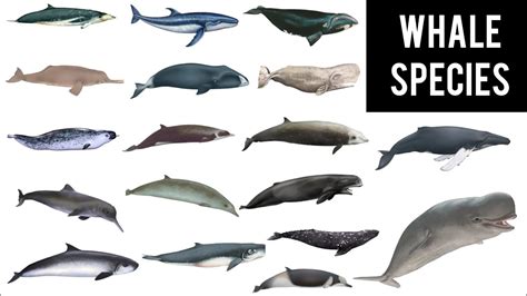 Types of WHALE species || 40 most common whale species - YouTube