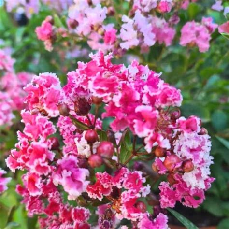 Lagerstroemia Berlingot Menthe Indica Roslinydomowe Pl