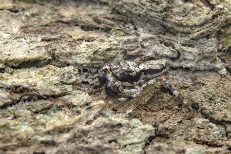 Male Malayan Tree Trunk Jumper Phaeacius Malayensis Wan Flickr