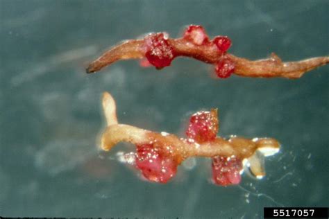 Nematodes Wsu Tree Fruit Washington State University