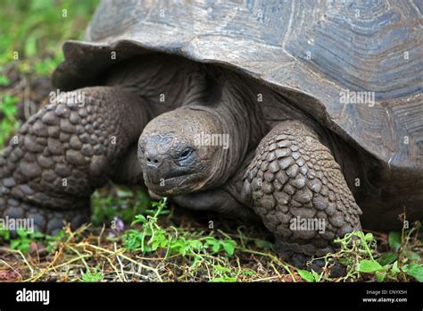 Tortue G Ante Des Galapagos Testudo Elephantopus Porteri Geochelone