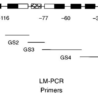 Structure Of The Human Kdr Flk Core Promoter And Location Of Emsa