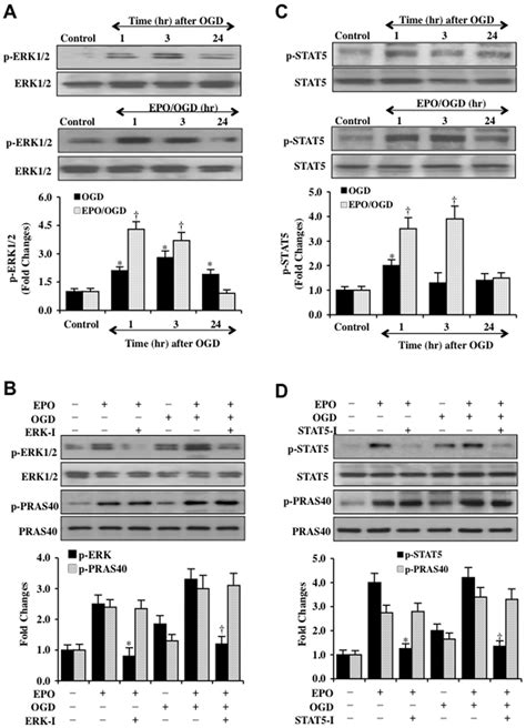 Epo Pathways Of Erk And Stat Do Not Alter Phosphorylation Of