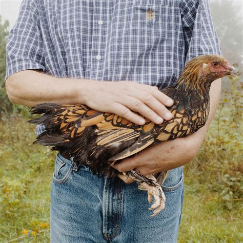 Heirloom plants and heritage animal breeds could be better suited to