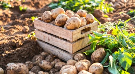 Potato Growth Stages How Fast Do Potato Plants Grow