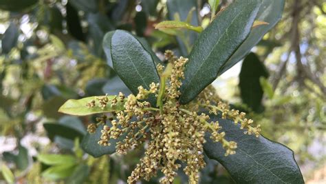 Dc pollen levels are causing a surge in health issues 17