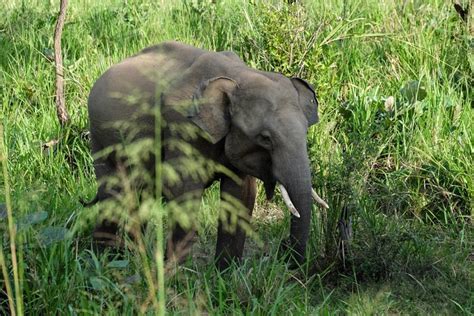 Colombo Minneriya National Park Safari Half Day Tour