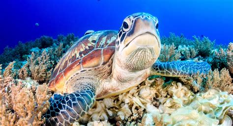 NOAA proposes 36,000 sq km as green sea turtle habitat - Undercurrent News