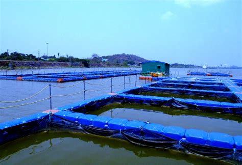 Fish Farming In Cages