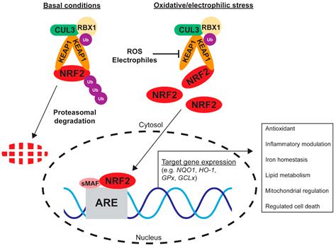 Mitigation of Cardiovascular Disease and Toxicity through NRF2 Signalling