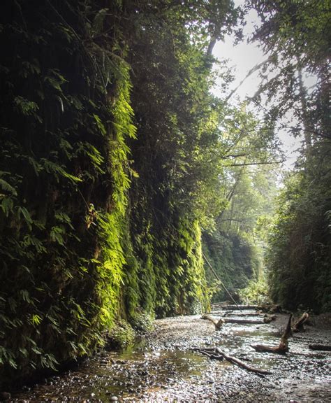 fern canyon | Roads End Naturalist