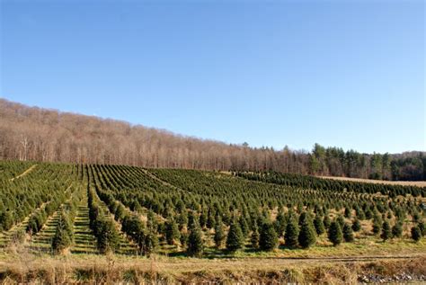 Dana Freeman Travels Vermont Christmas Tree Farms | Dana Freeman Travels