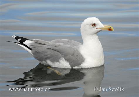 Larus michahellis Pictures, Yellow-legged Gull Images, Nature Wildlife ...