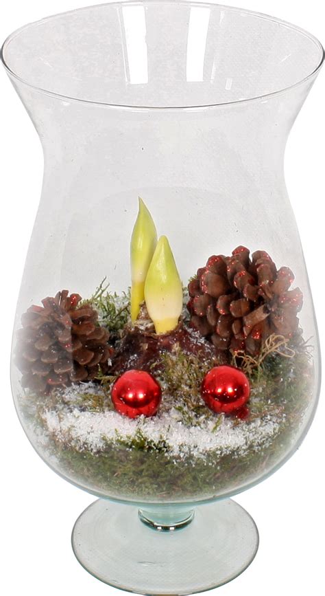 Weihnachtsarrangement Mit Amaryllis In Glasvase Topf Ca Cm Kaufen