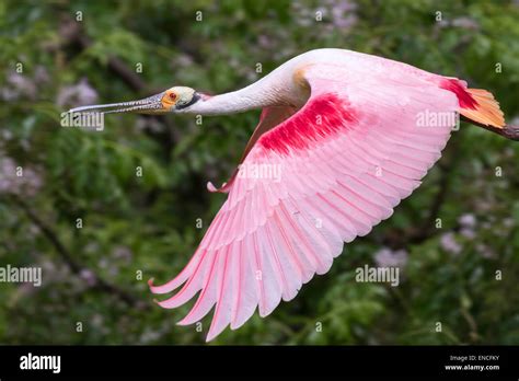 Roseate Spoonbill Platalea Ajaja Flying Over Swamp High Island