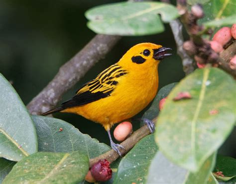 Golden Tanager Naturerules1 Wiki Fandom