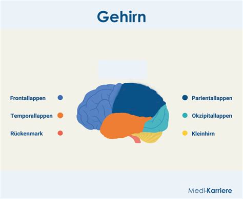 Gehirn Anatomie Aufbau Und Funktion Medi Karriere