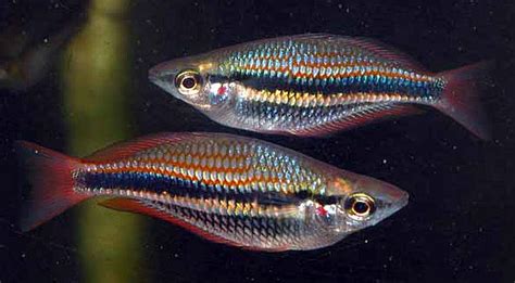 Banded Rainbowfish Melanotaenia Trifasciata Tropical Fish Keeping