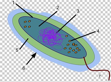 Glycocalyx Bacterial Capsule Slime Layer Glycoprotein PNG, Clipart, Angle, Area, Bacteria ...