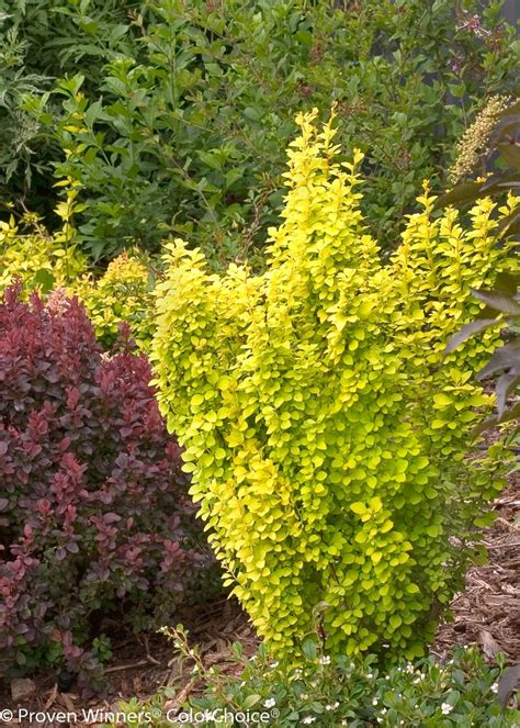 Berberis Thunbergii Sunjoy Gold Pillar® Maria Barberry Garden Center Marketing