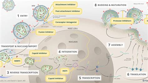 Long Acting Antiretroviral Therapy A Breakthrough In Hiv Treatment