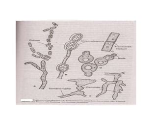 Reproduction in fungi | PPT