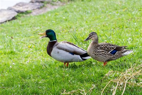 Mating Pair of Mallard Ducks on Grass Stock Image - Image of side ...