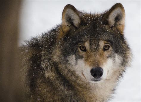 Help save the endangered red wolf - Greenability Magazine