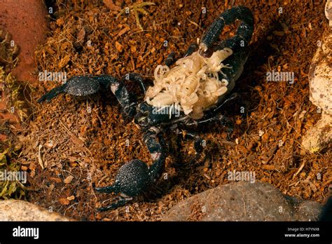 Emperor Scorpion (Pandinus imperator) female carrying babies on back ...