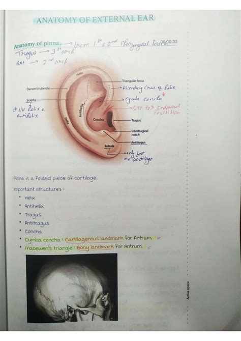 SOLUTION: Anatomy of external ear - Studypool