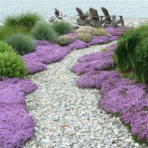 Mother Creeping Thyme Ornamental Groundcover Thymus Serpyllum Seeds