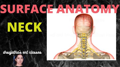 106 Surface Anatomy Of Neck Anatomylectures YouTube