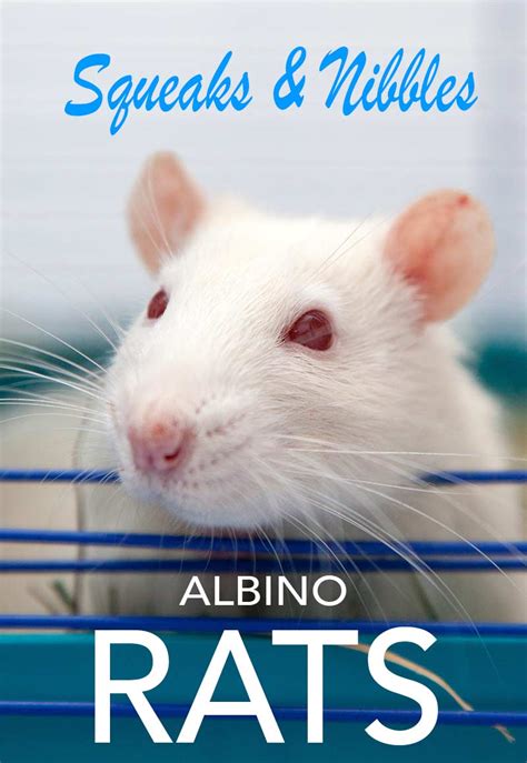 30 Awesome Albino Rat Facts